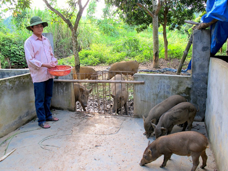 Phong đang cho đàn lợn rừng ăn.