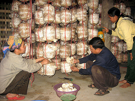 Nghề trồng nấm tạo thu nhập ổn định (ảnh minh hoạ).